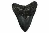 Fossil Megalodon Tooth - South Carolina #345784-1